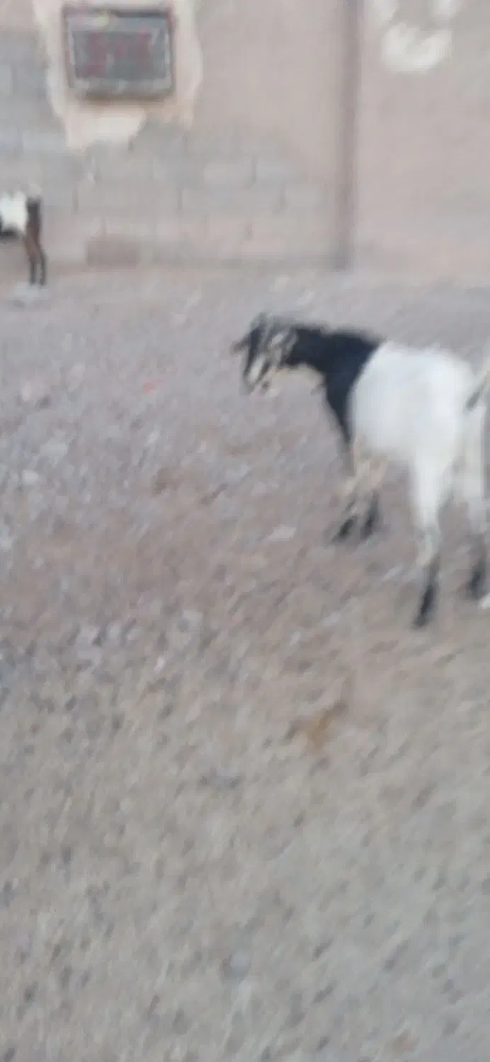 قیمت 15تومان|حیوانات مزرعه|مهران (هرمزگان), |دیوار