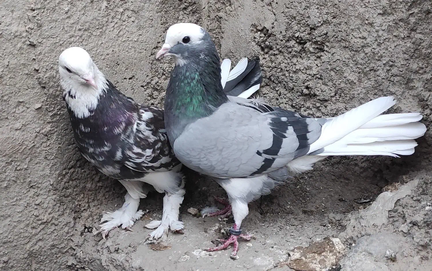 چن جفت پاجفتی ب علت دعوا|پرنده|بهارستان, |دیوار