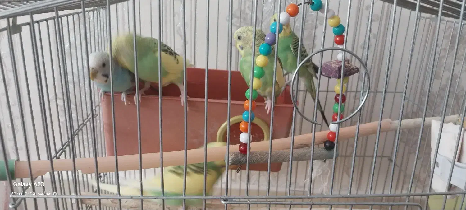 مرغ عشق|پرنده|میانه, |دیوار