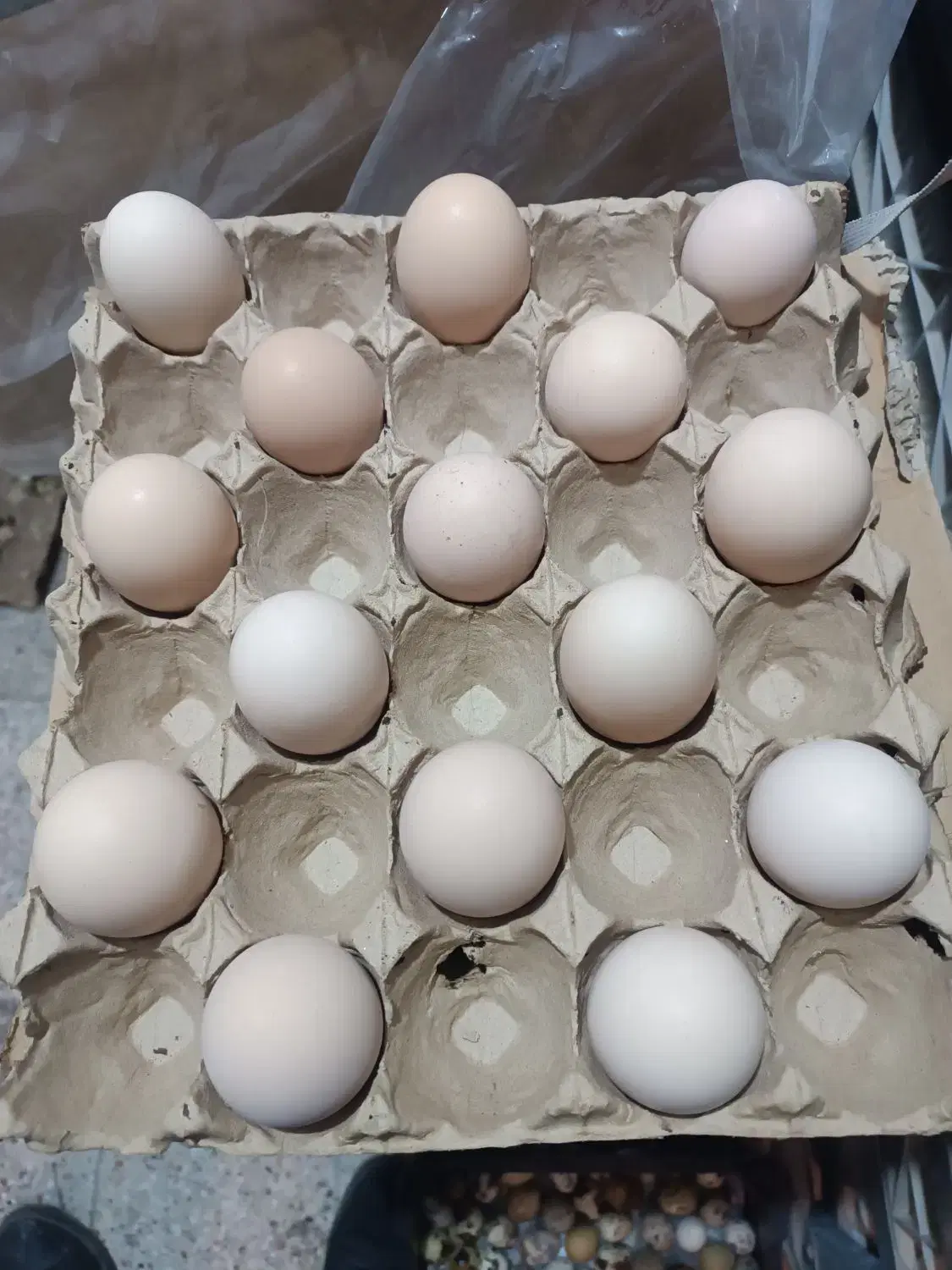 دوزرده|خوردنی و آشامیدنی|مشهد, تربیت (صدف)|دیوار