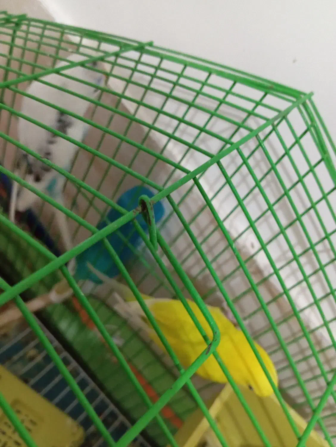 مرغ عشق|پرنده|هامون, |دیوار