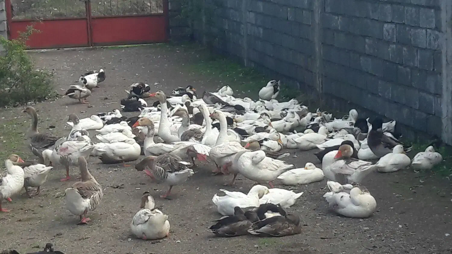 فروش اردک وغاز محلی|حیوانات مزرعه|تالش, طولارود|دیوار