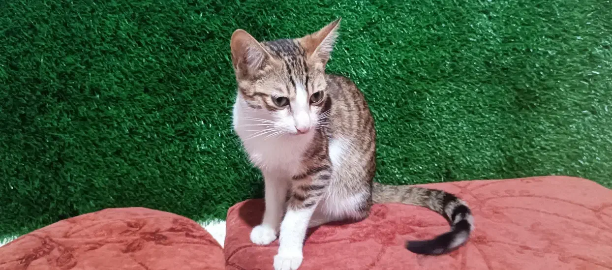 واگذاری رایگان گربه|گربه|لاهیجان, کوی خزر|دیوار