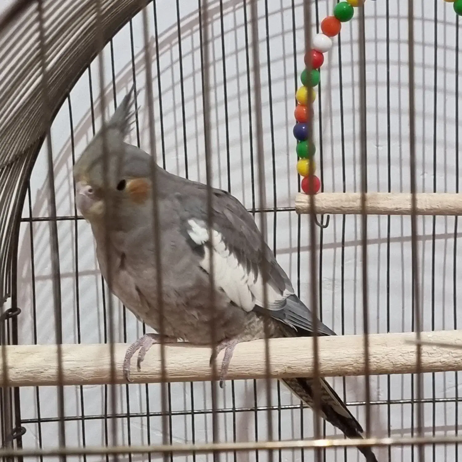 طوطی عروس|پرنده|الوند, |دیوار