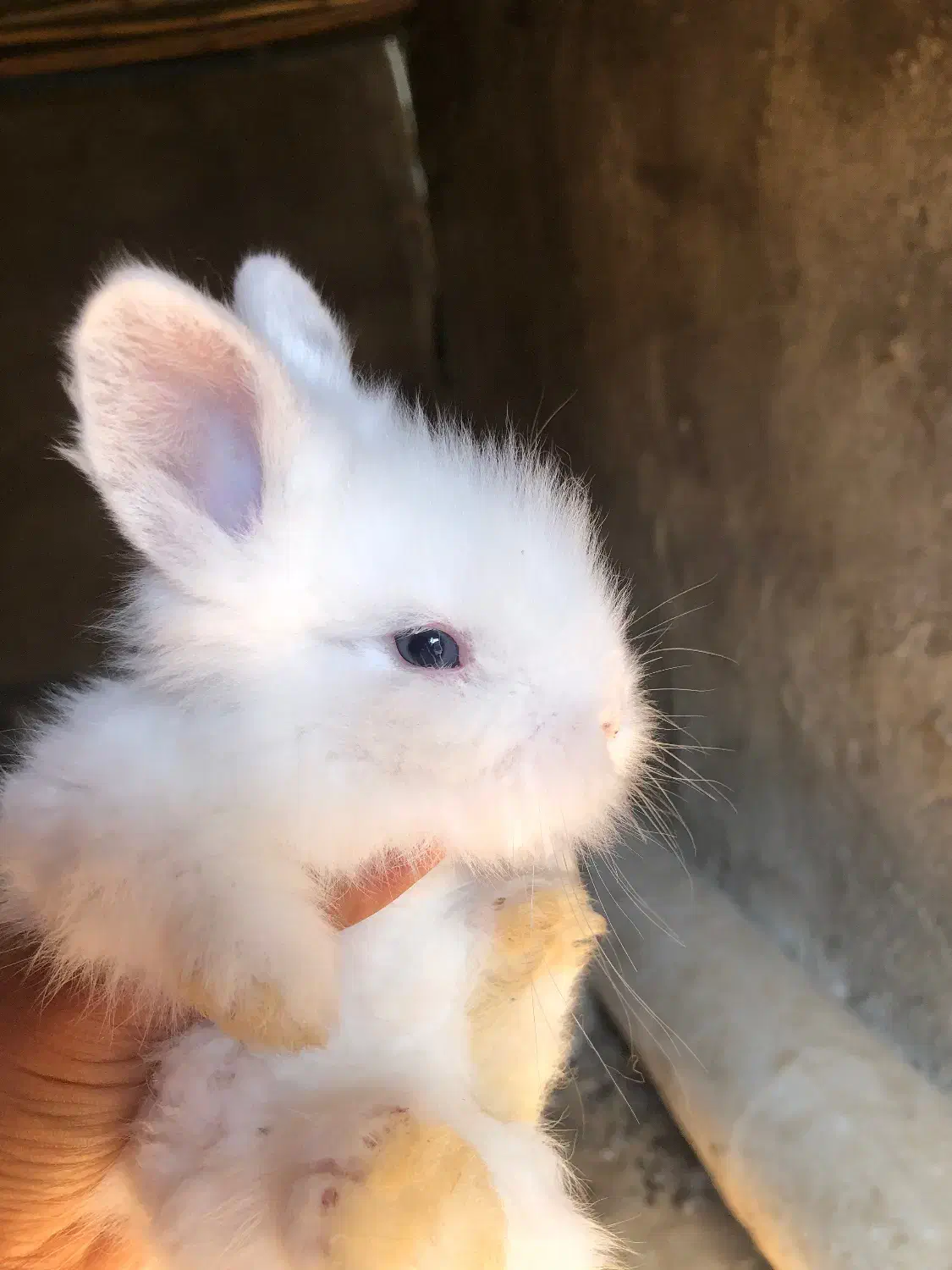 بچه خرگوش جرسی لوپ|موش و خرگوش|قائم‌شهر, |دیوار