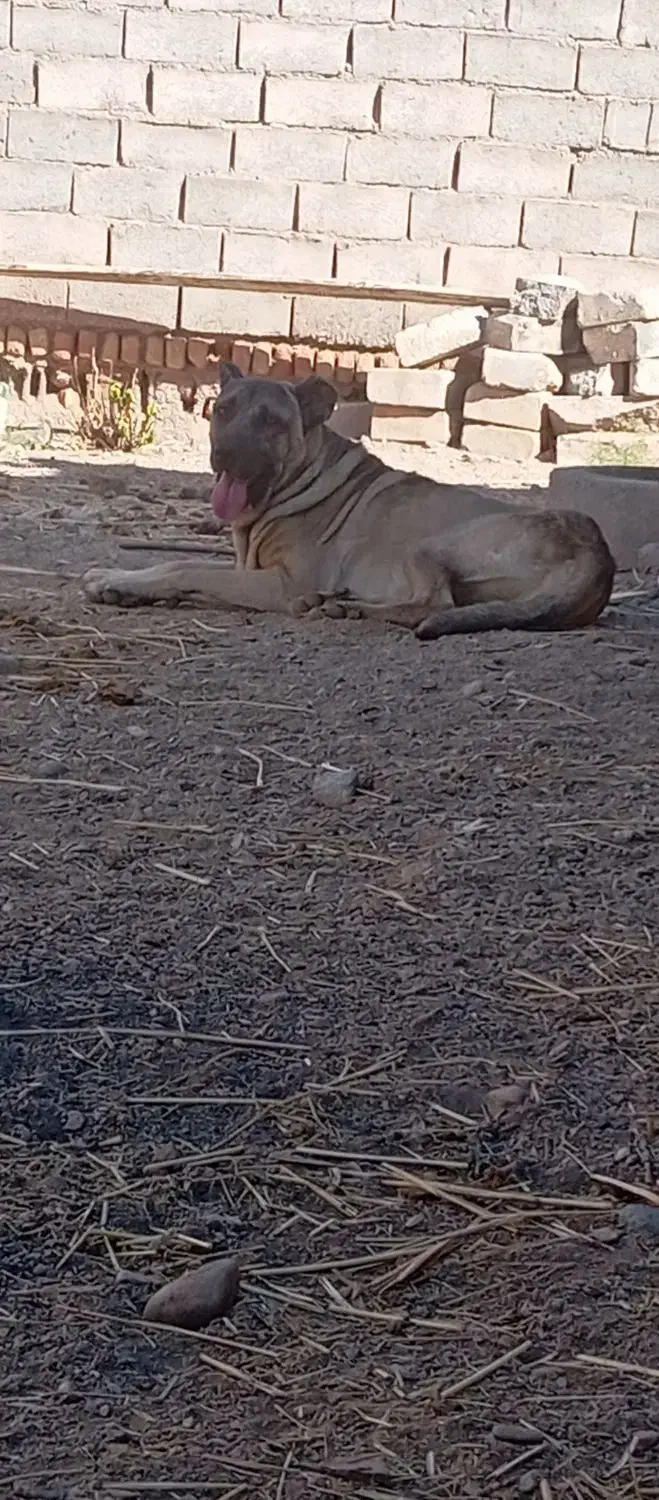 سگ سرابی|سگ|زنجانرود, |دیوار