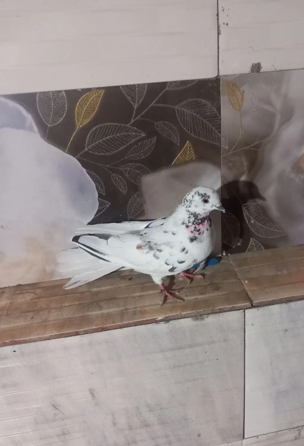 کبوتر پرشی|پرنده|نیر (اردبیل), |دیوار