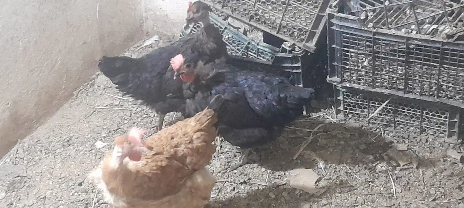 مرغ رسمی تخم کن|حیوانات مزرعه|قم, سیدان|دیوار