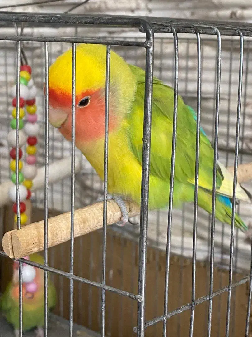 طوطی برزیلی|پرنده|نوشین شهر, |دیوار