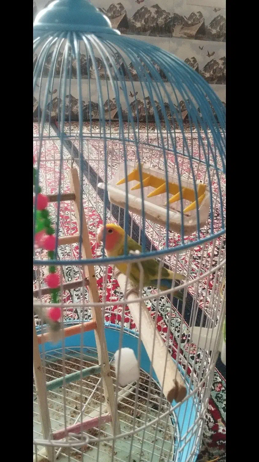 طوطی برزیلی دستی همراه باقفس|پرنده|زرند, |دیوار