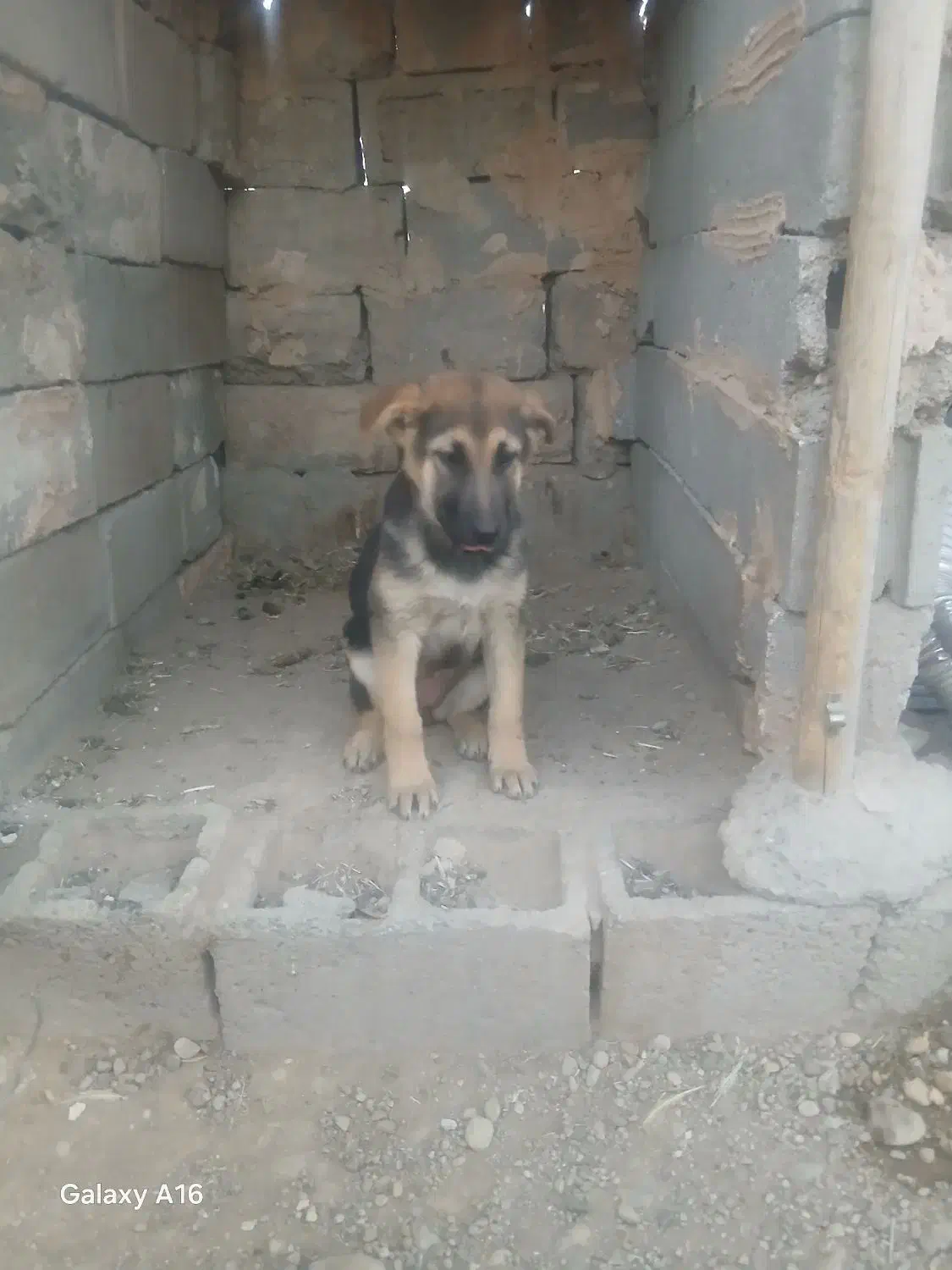 ژرمن شپرد|سگ|میاندوآب, |دیوار