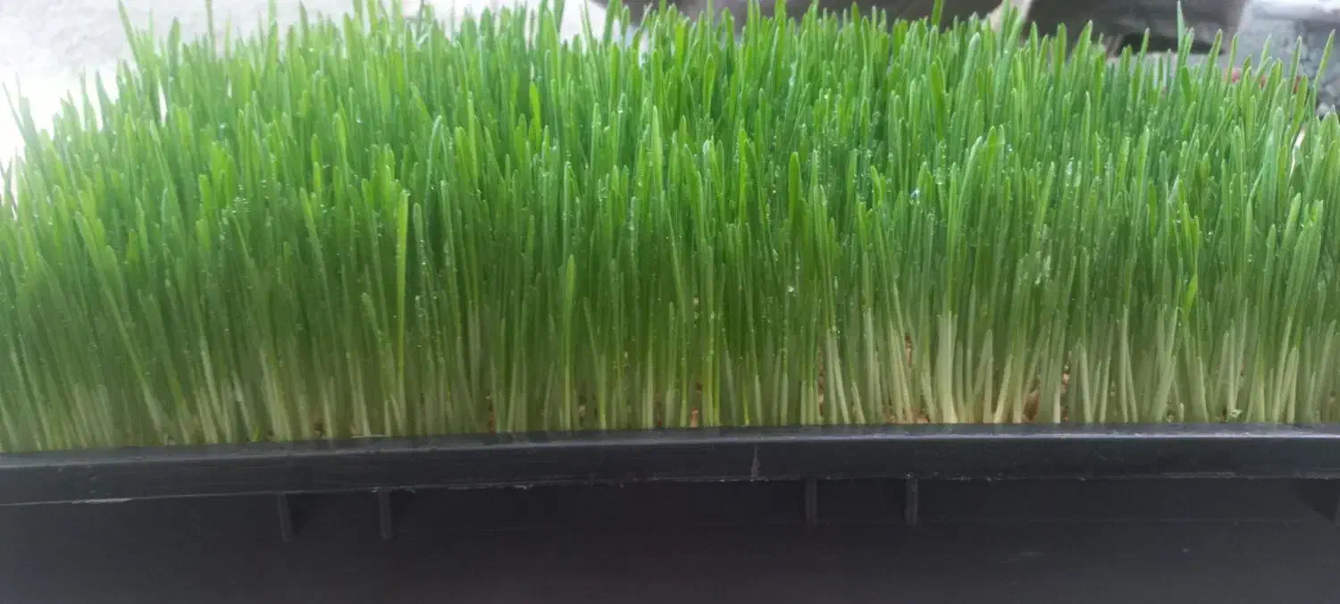 علوفه دام وطیور|حیوانات مزرعه|میاندوآب, |دیوار