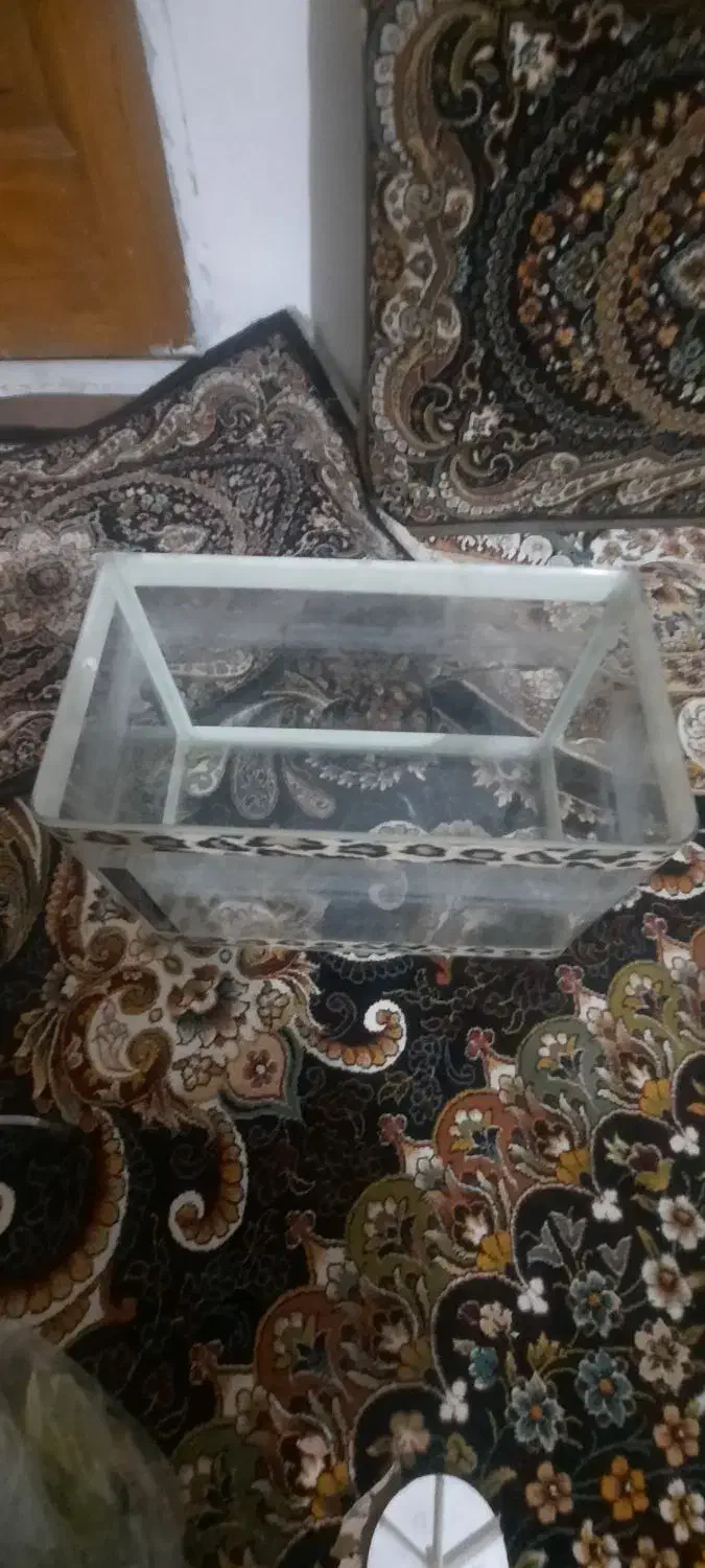 آکواریوم شیشه خم با لوازم|ماهی|اقبالیه, |دیوار