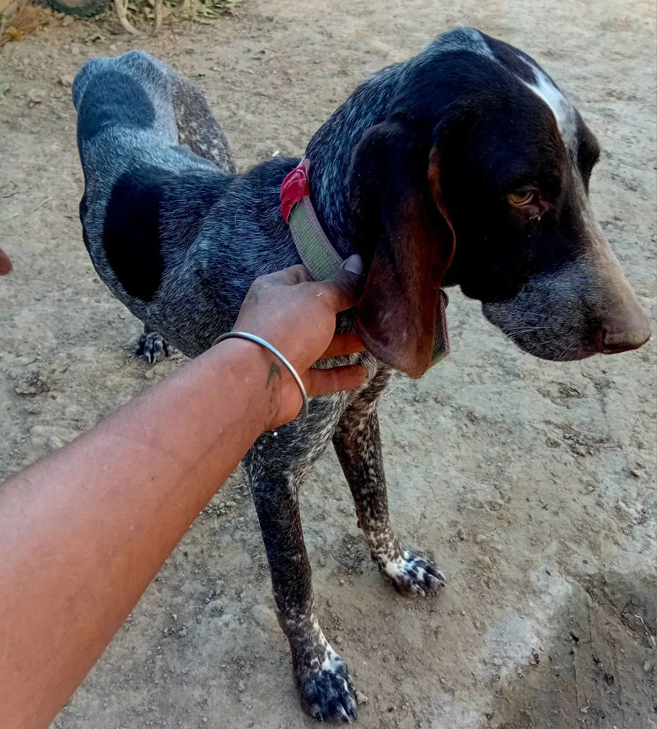 سگ دنبلان یاب حرفه ای حرف گوش کن واقعی بیاد|سگ|گلی داغ, |دیوار