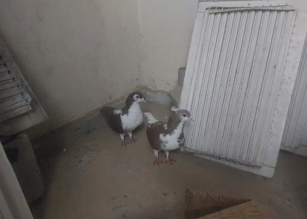 کبوتر فروشی|پرنده|سراوان, |دیوار