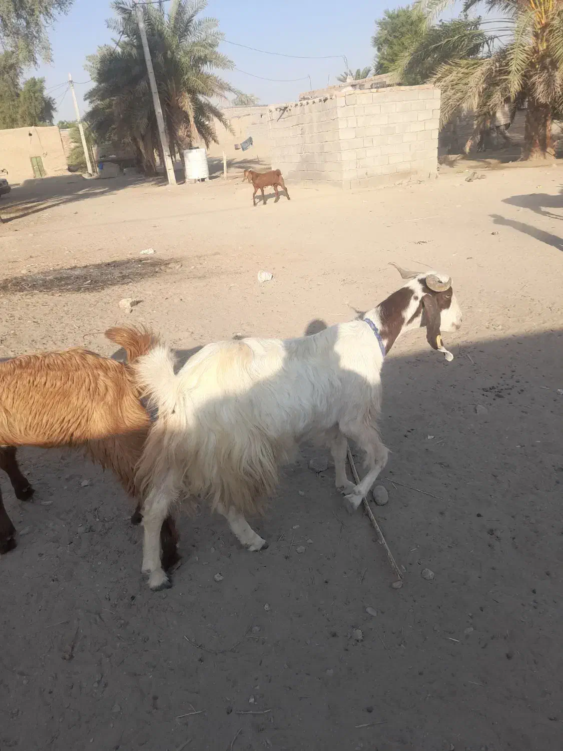 یک بز باتروشت بر آبستن هست|حیوانات مزرعه|بمپور, |دیوار