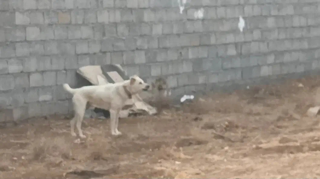 واگذاری سگ|سگ|نجفآباد, حومه نجف آباد|دیوار