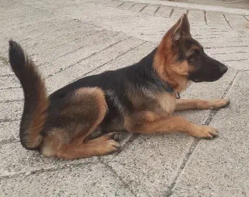 سگ ژرمن|سگ|اردبیل, |دیوار