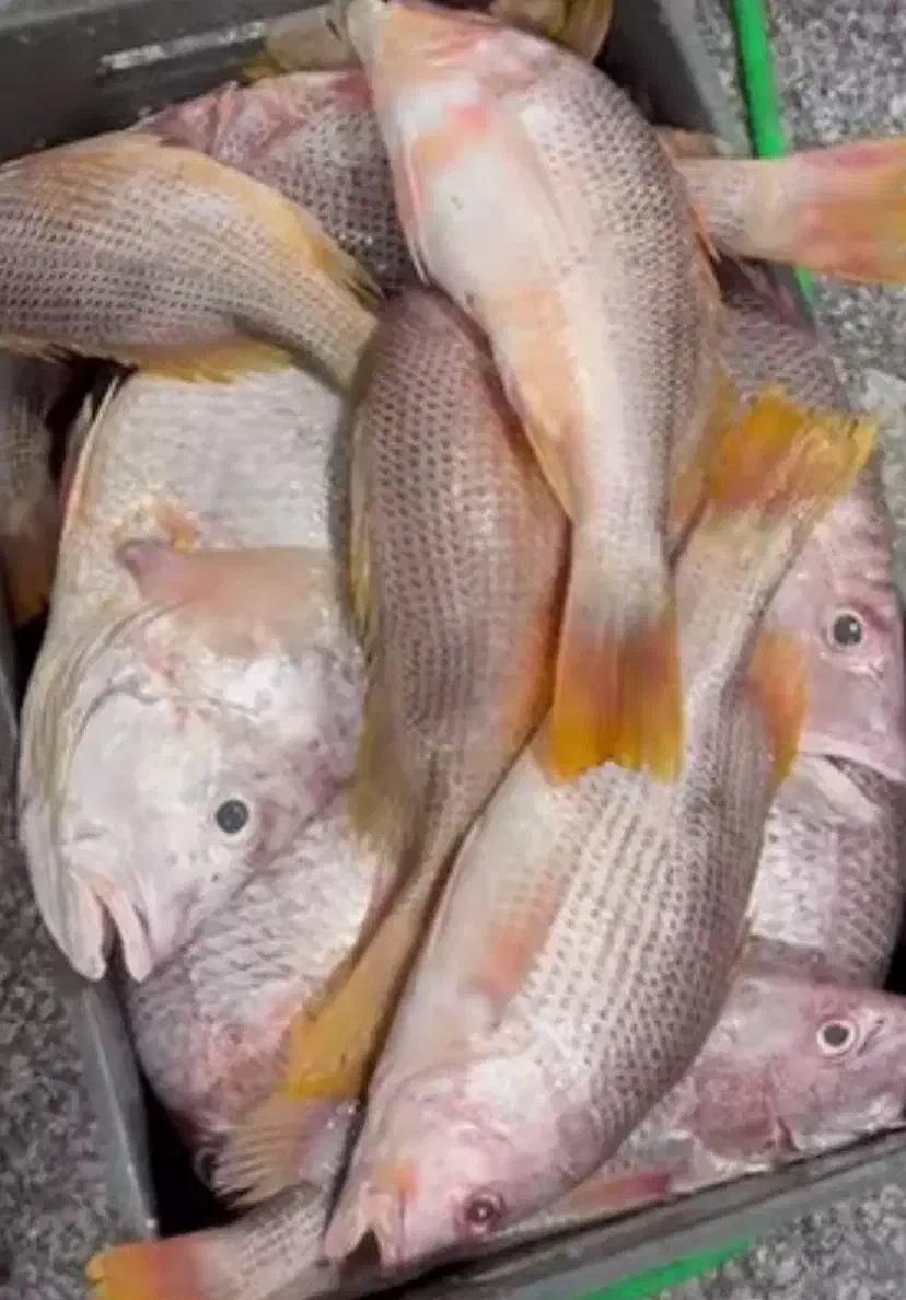 ماهی ومیگو|خوردنی و آشامیدنی|جهرم, |دیوار