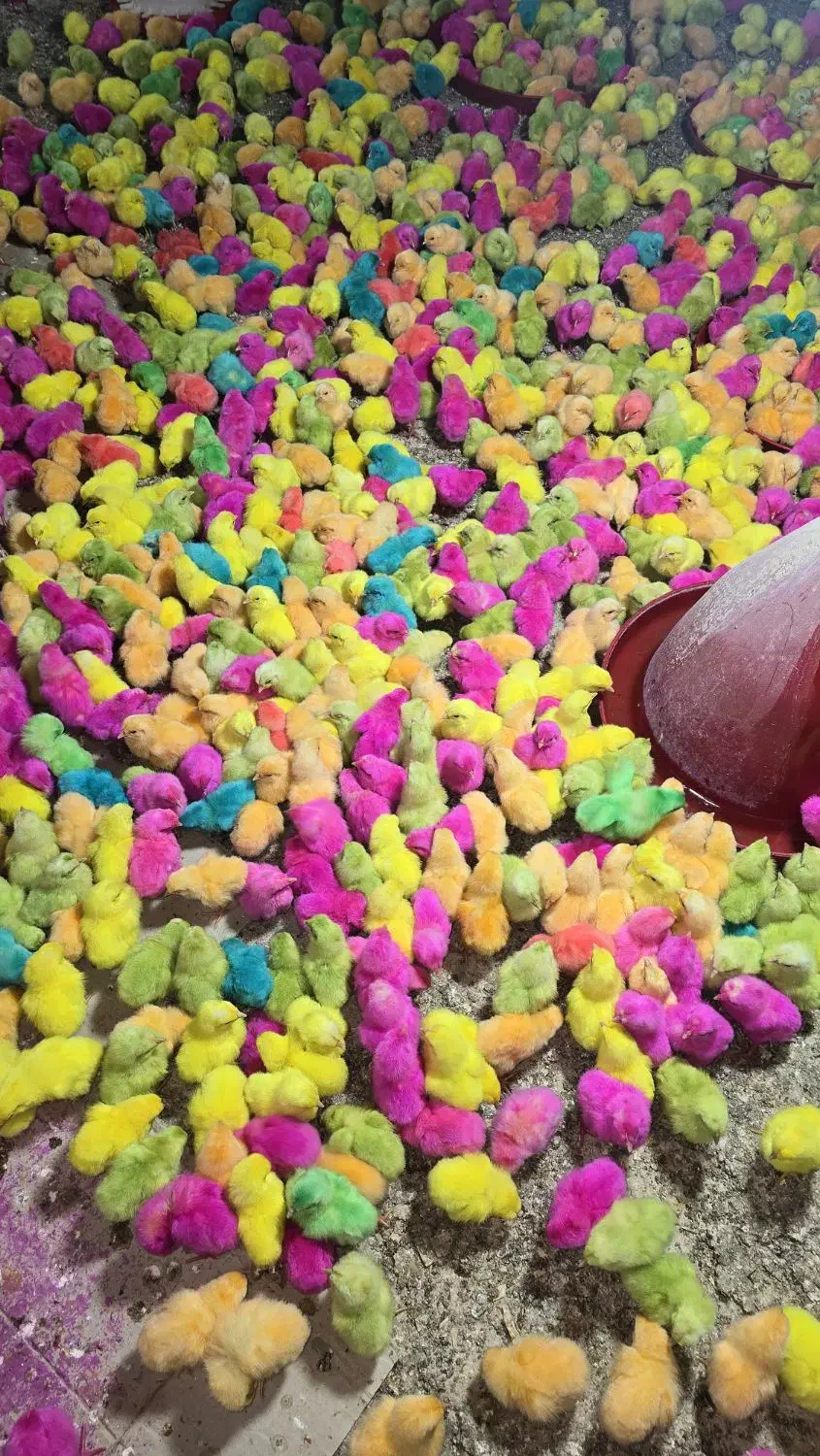 خروس رنگی|حیوانات مزرعه|خسروشاه, |دیوار