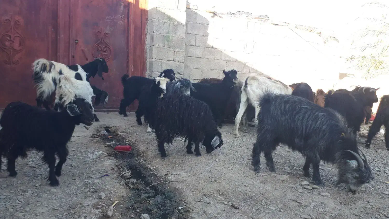 گله فروشی درمهرستان|حیوانات مزرعه|مهرستان, |دیوار