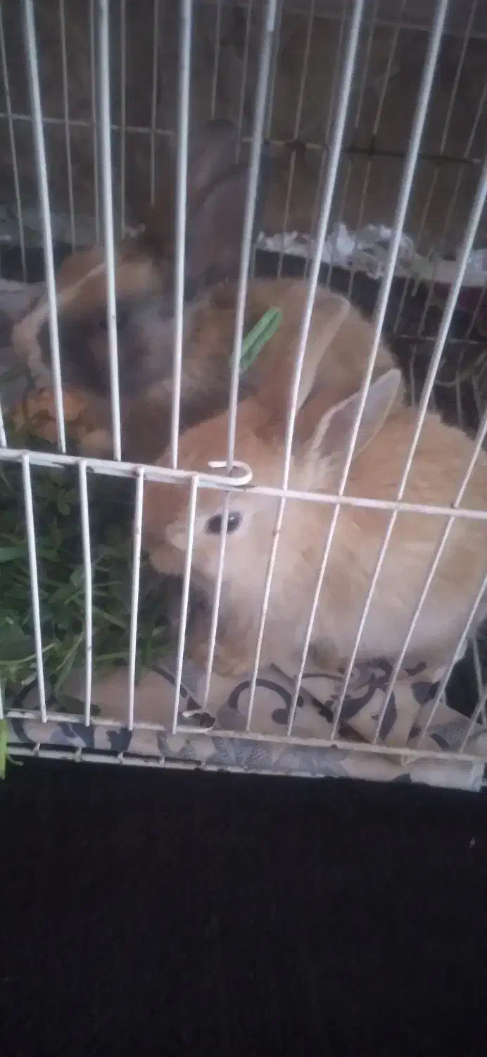 خرگوش|موش و خرگوش|تایباد, |دیوار