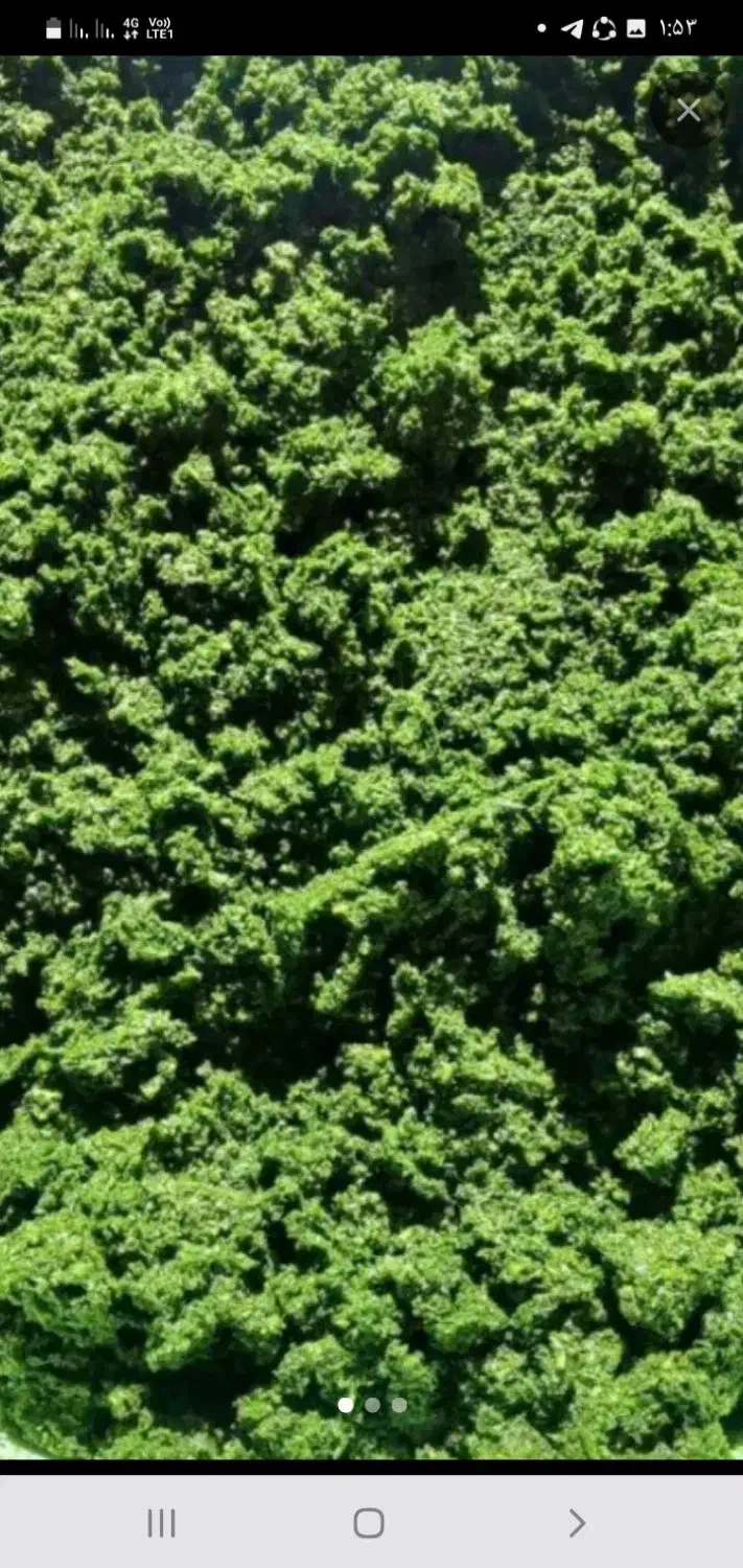 خردکردن سبزی|خردکن، آسیاب، غذاساز|ایلام, |دیوار