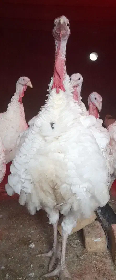 بوقلمون محلی|حیوانات مزرعه|بروجرد, |دیوار