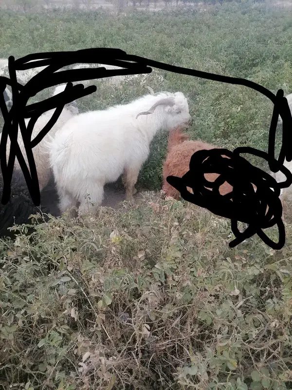 کره نر|حیوانات مزرعه|نگار, |دیوار