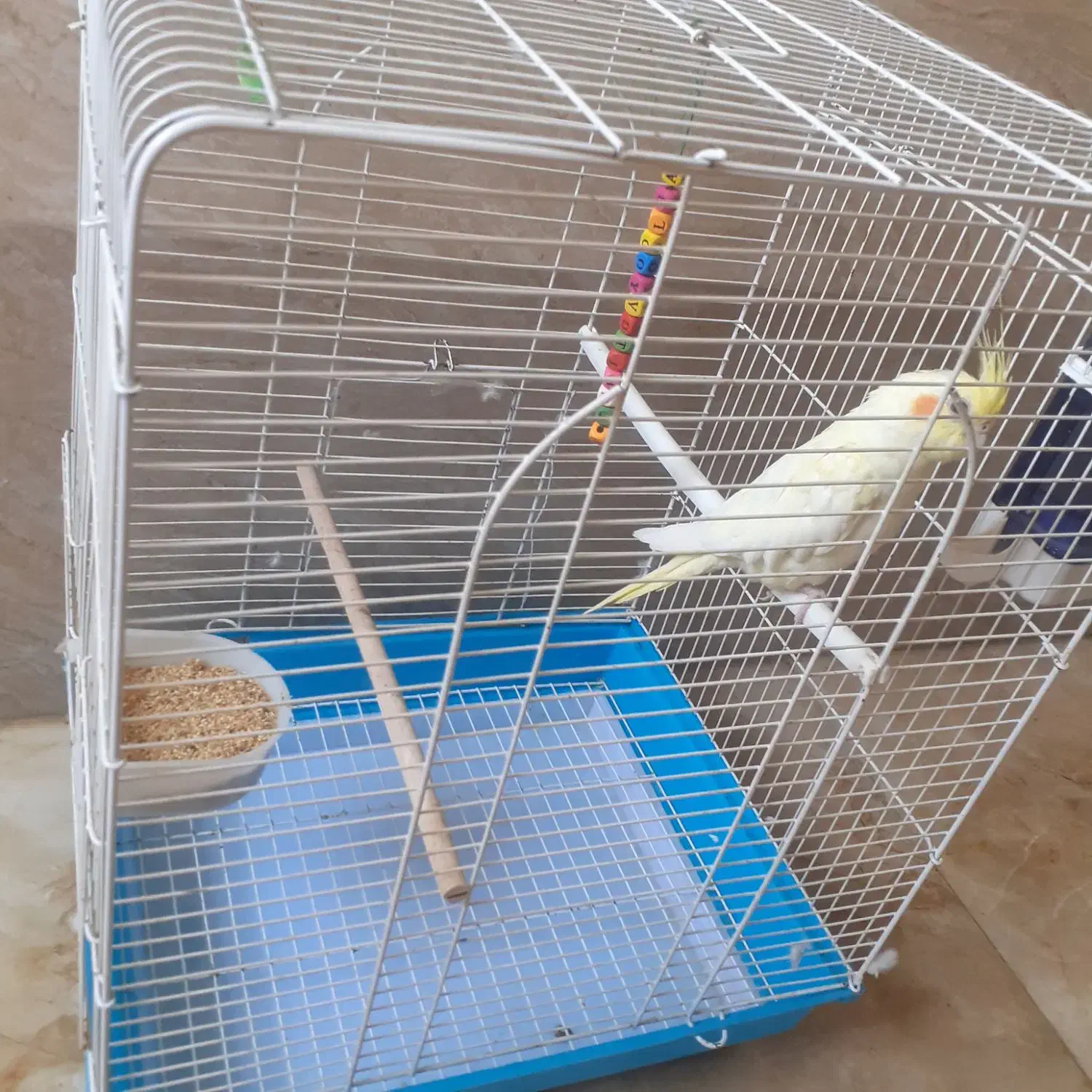 یک عددپرنده عروس هلندی باقفس|پرنده|نسیم‌شهر, |دیوار