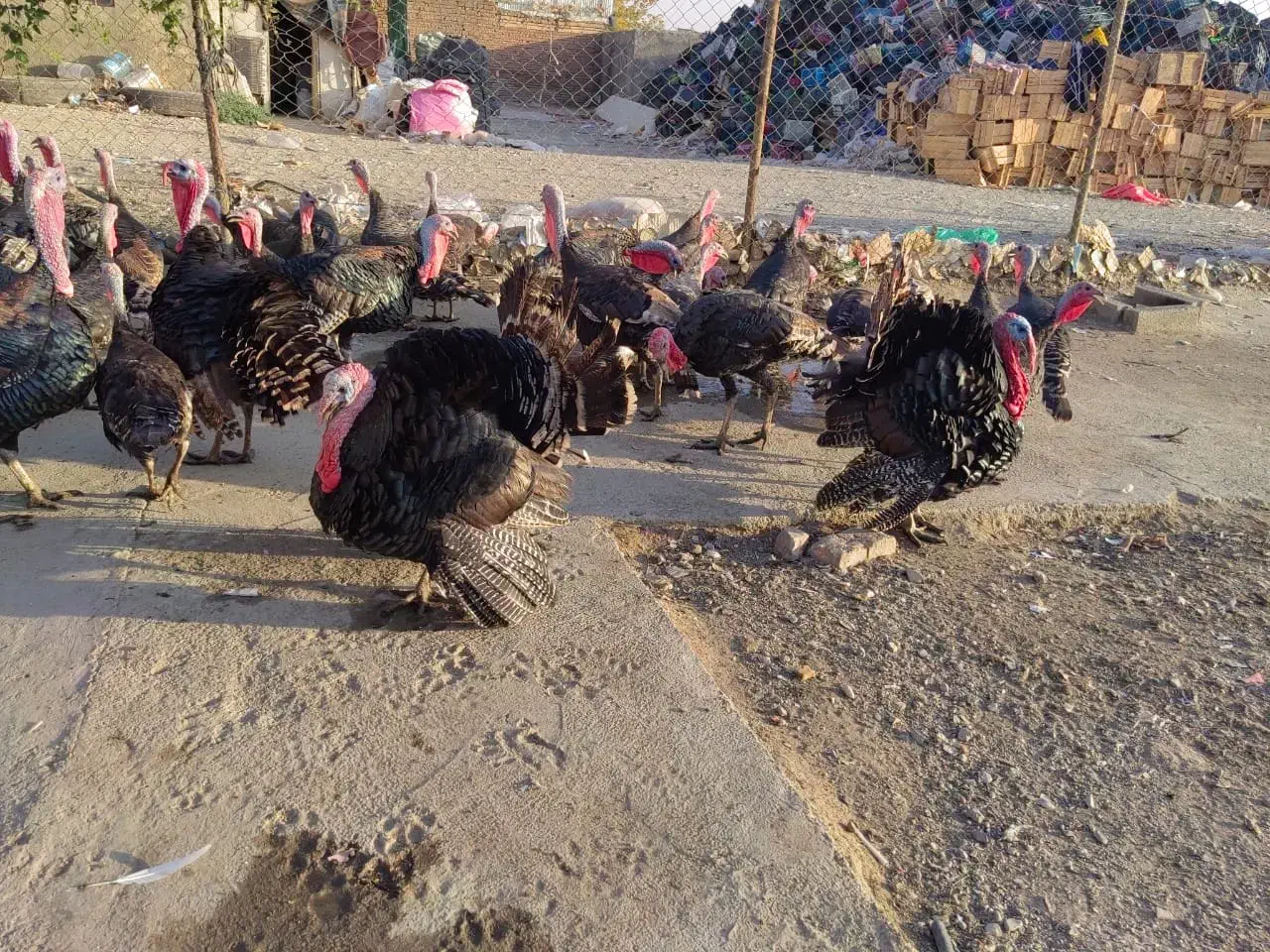 بوقلمون ماده برنز تخمگذار|حیوانات مزرعه|تهران, یافت آباد جنوبی|دیوار