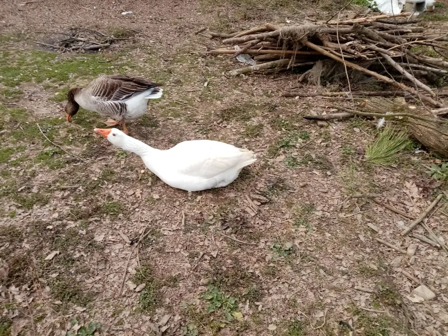 فروش غاز|حیوانات مزرعه|شفت, |دیوار