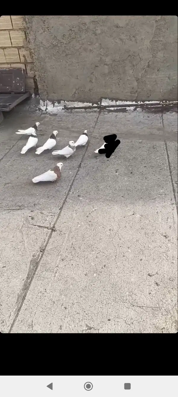 کبوتر|پرنده|تبریز, |دیوار