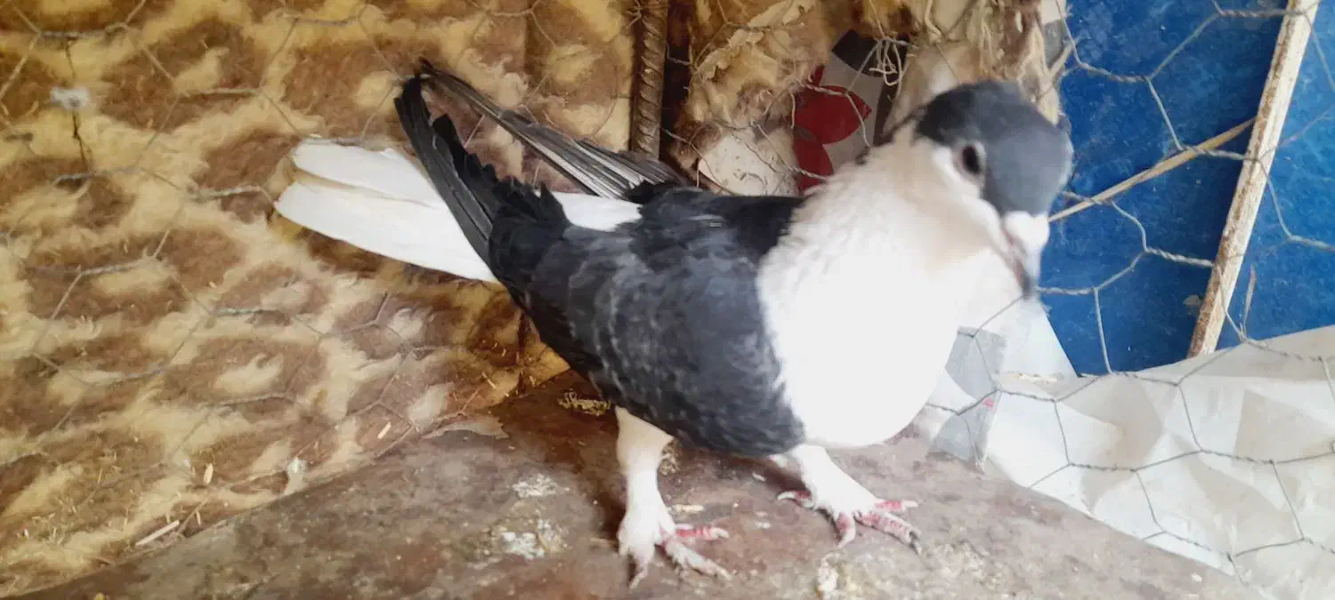 یوغ نر|پرنده|بم, |دیوار