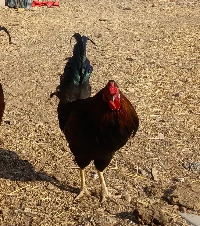 تخم مرغ نطفه دار نژاد گلین چهل تاج|حیوانات مزرعه|هشتگرد, هیو|دیوار