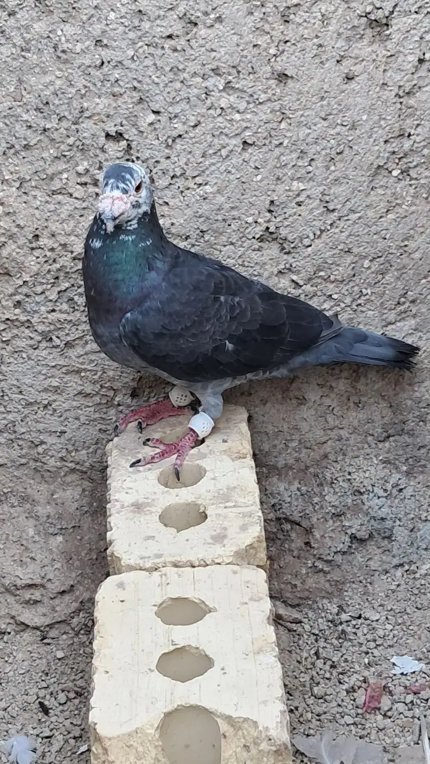 کبوتر|پرنده|بوشکان, |دیوار