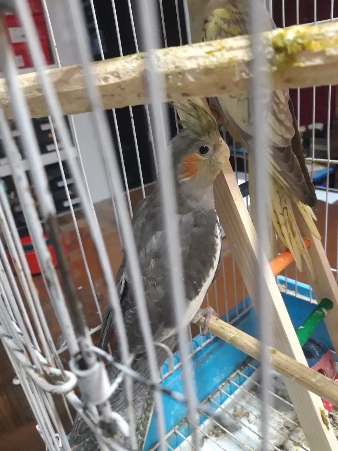 عروس هلندی|پرنده|بجنورد, |دیوار