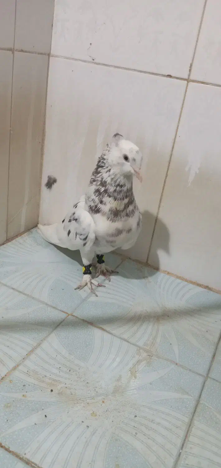 سار هفرنگ سینه سیاه|پرنده|مشهد, قائم|دیوار