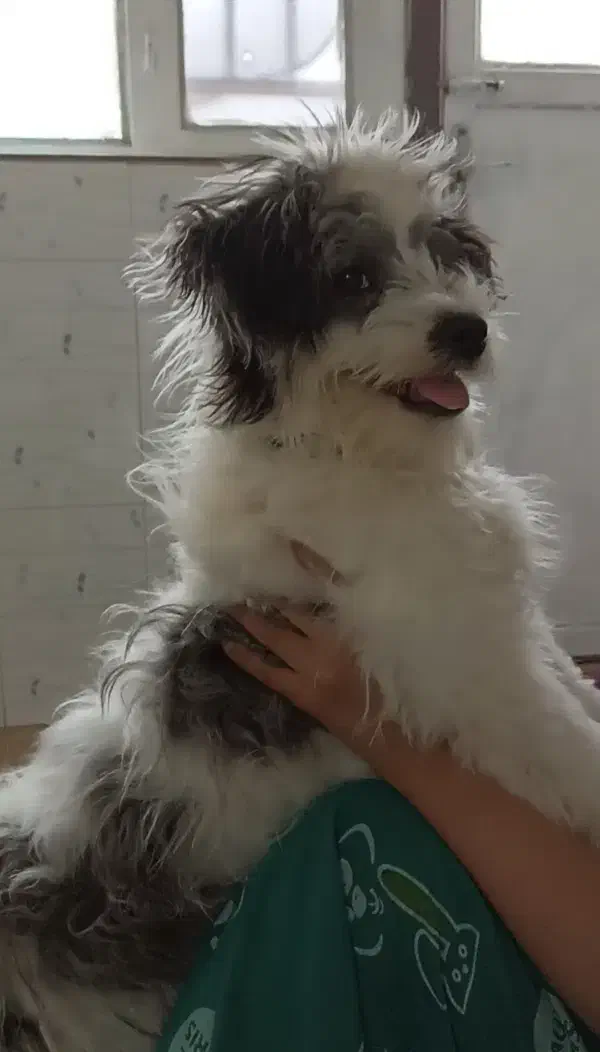 سگ شیتزو تریر|سگ|بیرجند, |دیوار