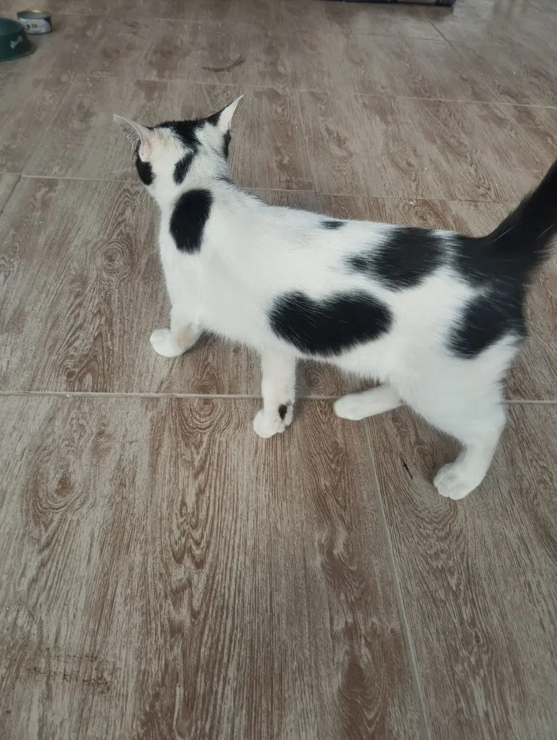 بچه گربه نر|گربه|آزادشهر, |دیوار