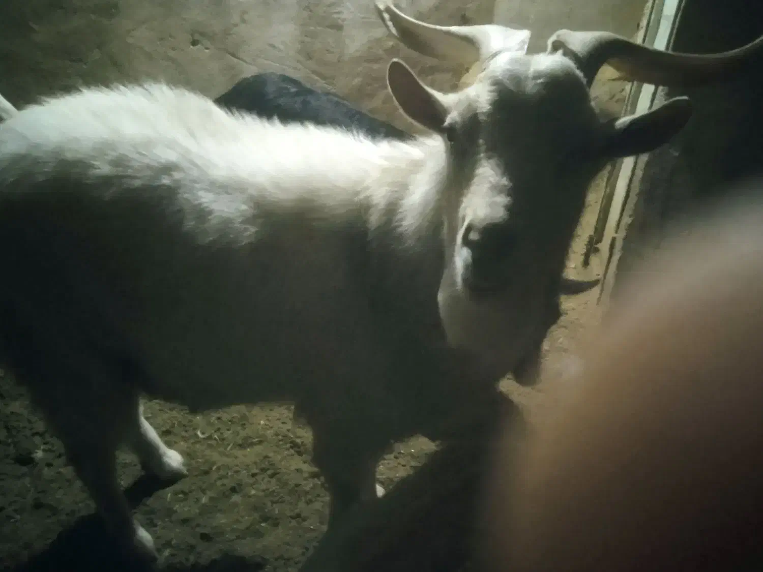 نربز آلپاین وسانن فروشی و معاوضه|حیوانات مزرعه|سلیمان, |دیوار