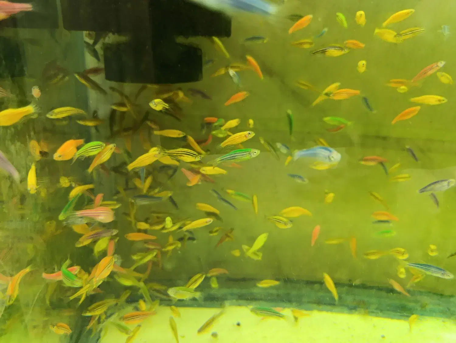 پخش زبرا رنگی مولد|ماهی|اردبیل, |دیوار