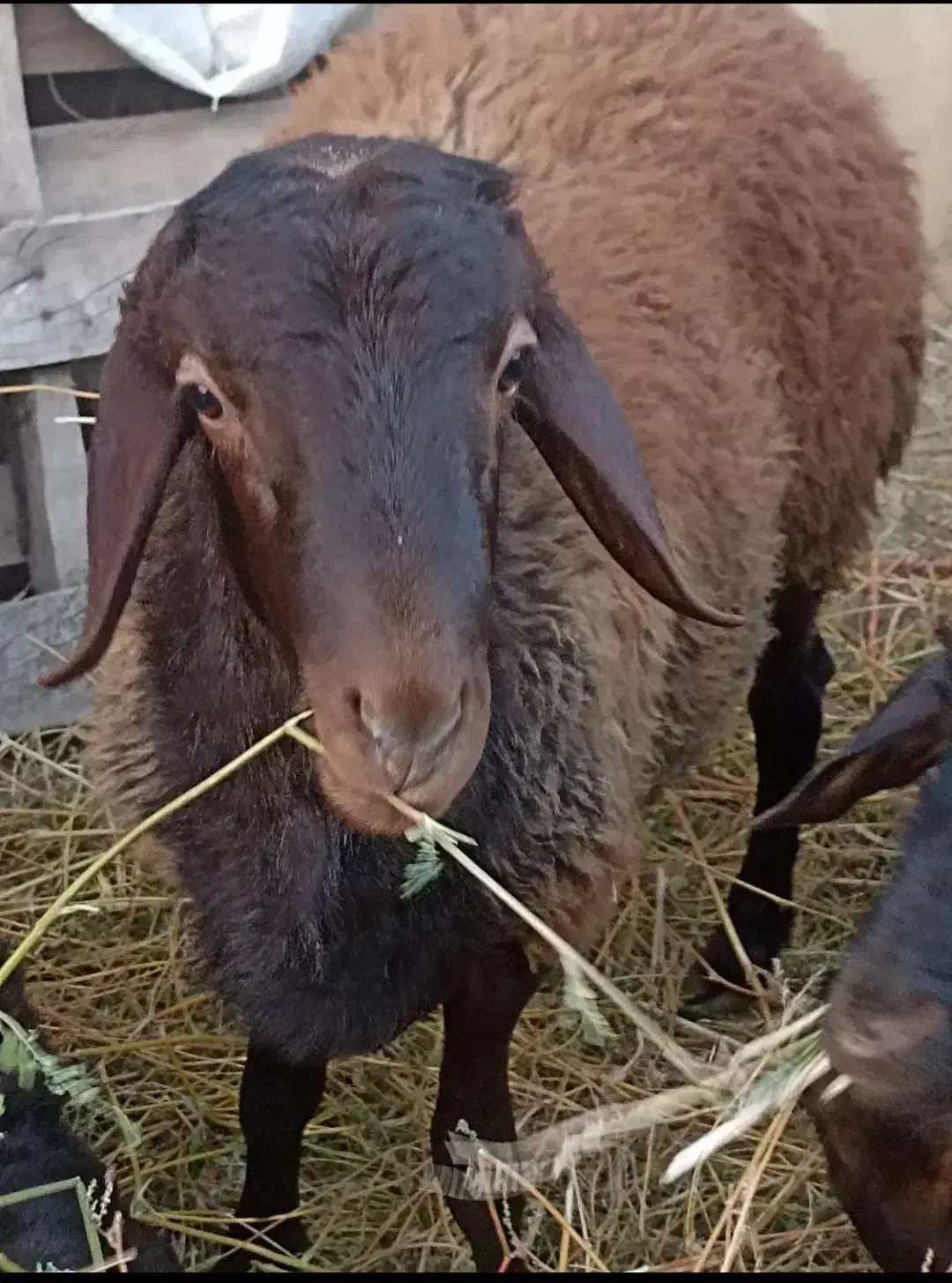 بره نر 60کیلویی سالم|حیوانات مزرعه|گرمسار, |دیوار