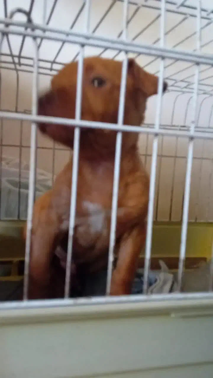 سگ پیت بول|سگ|خوی, |دیوار