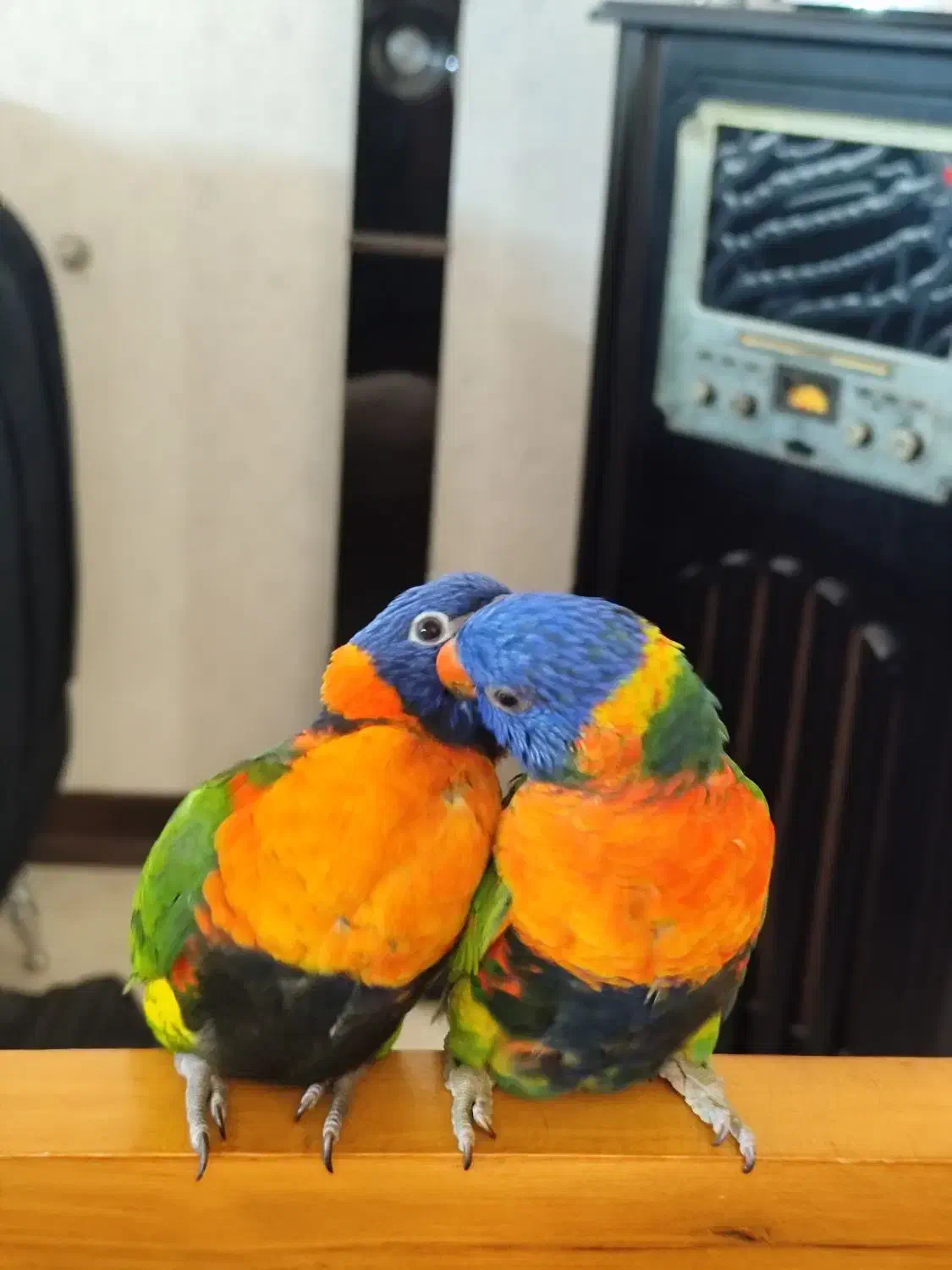 طوطی لری و طوطی راهب نر سخنگو|پرنده|شیراز, دروازه قران|دیوار