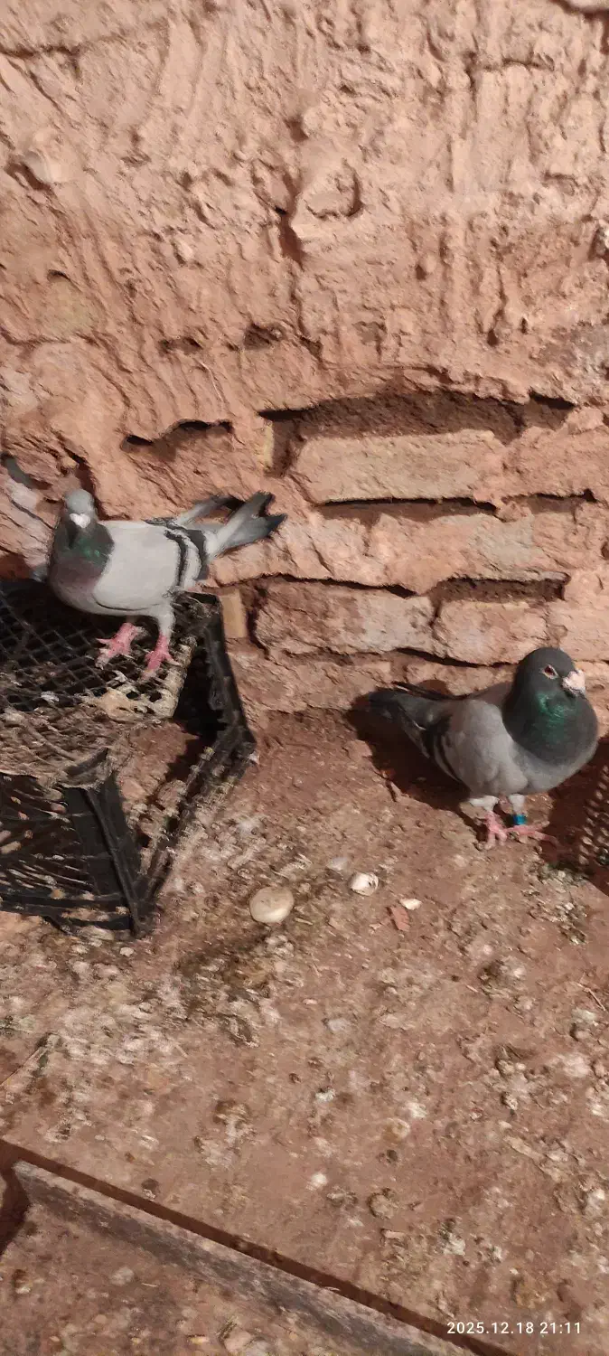 کبوترپلاکی|پرنده|سبزوار, قصبه شرقی|دیوار