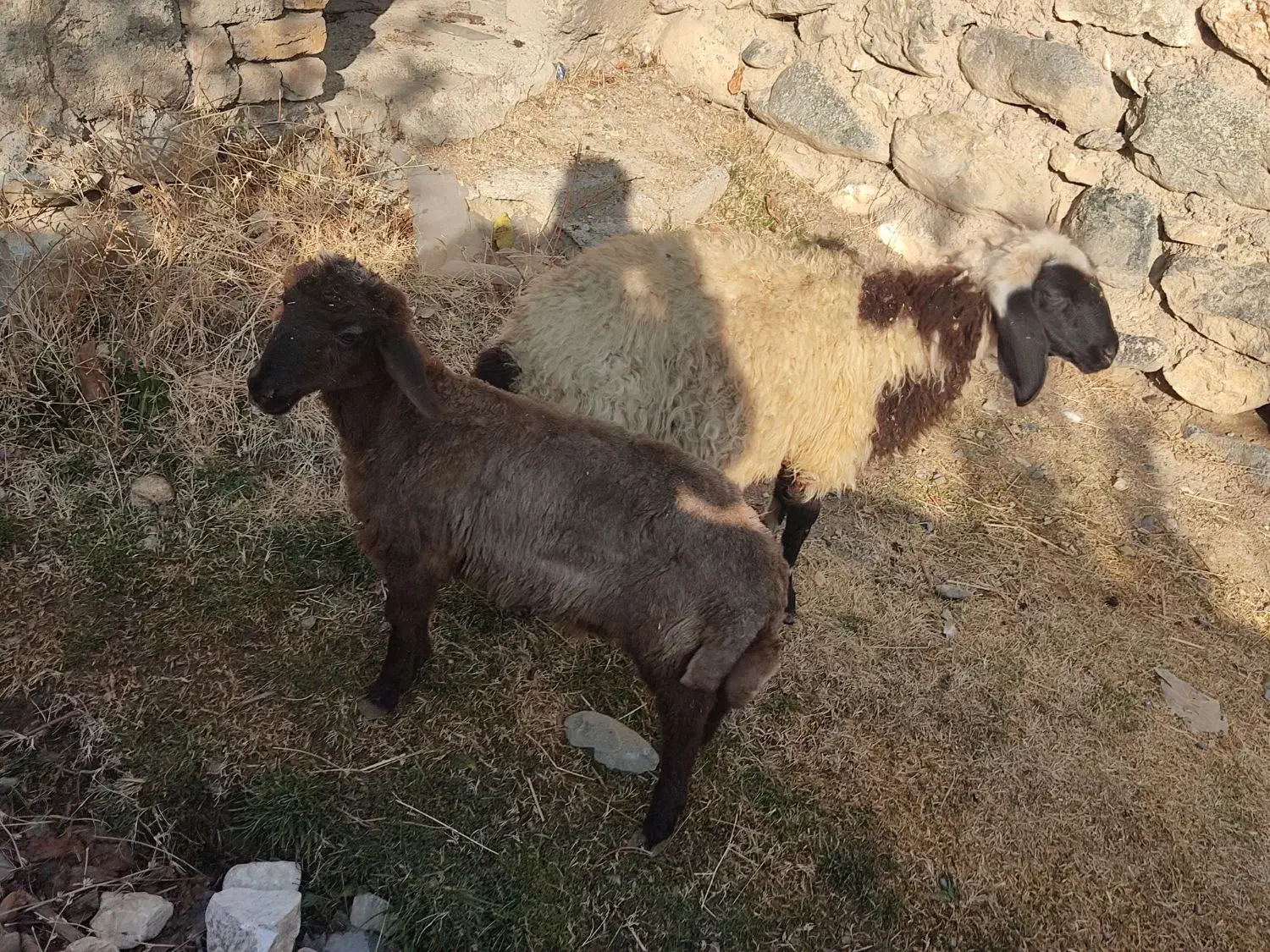 2عدد بره یکی نره یکی ماده سالم خوش خوراک.|حیوانات مزرعه|سیلوانه, |دیوار