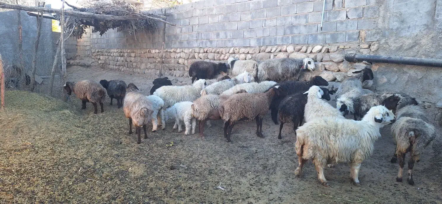 فروش گوسفند|حیوانات مزرعه|منج, |دیوار
