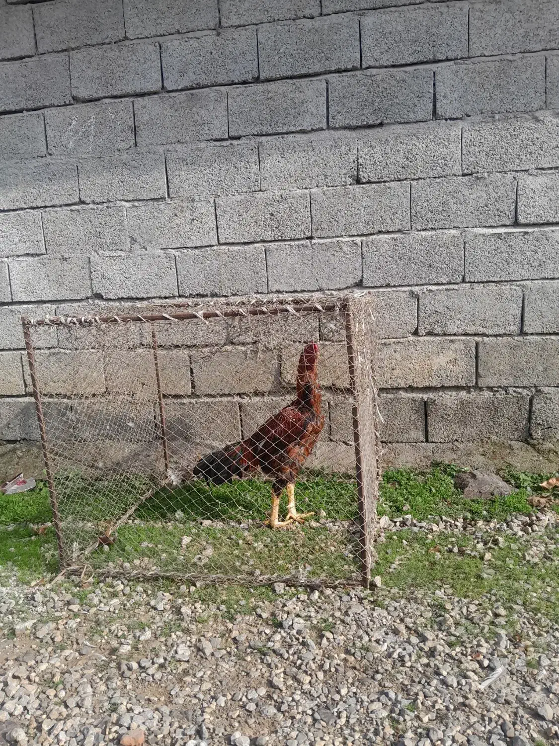 خروس لاری ترک افغان قیمت ۴۰۰۰۰۰۰تومن|حیوانات مزرعه|پرهسر, |دیوار