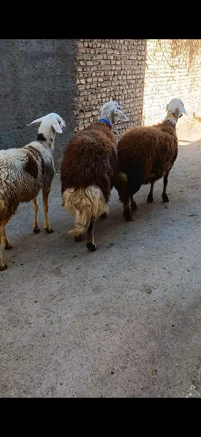 میشو بره کله عروس|حیوانات مزرعه|بروجرد, |دیوار